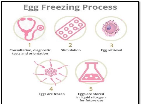 Egg Freezing Process